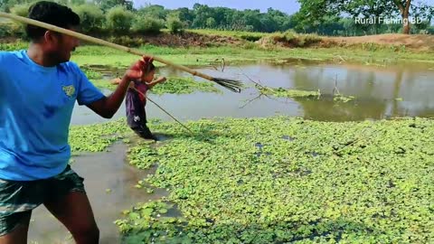 Amazing Fish Hunting/Traditional Boy's Catch a Lot of Big Fish