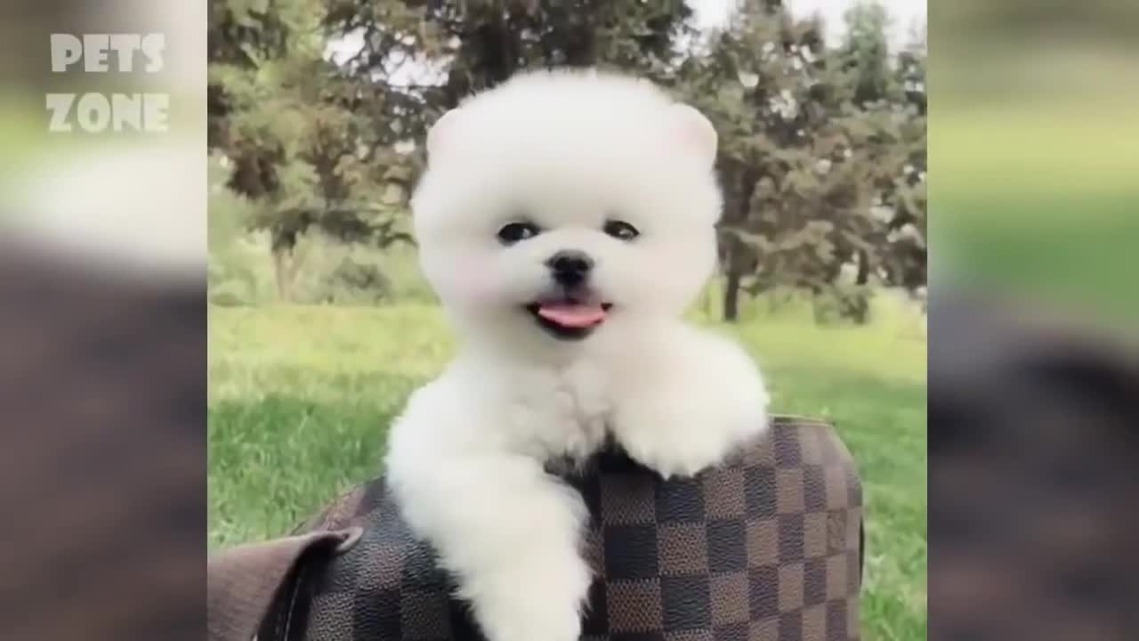 Must watch Funny Video Cute Cats and Dogs