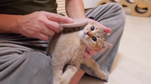 Too precious is a kitten who is frantically attempting to defend its mother