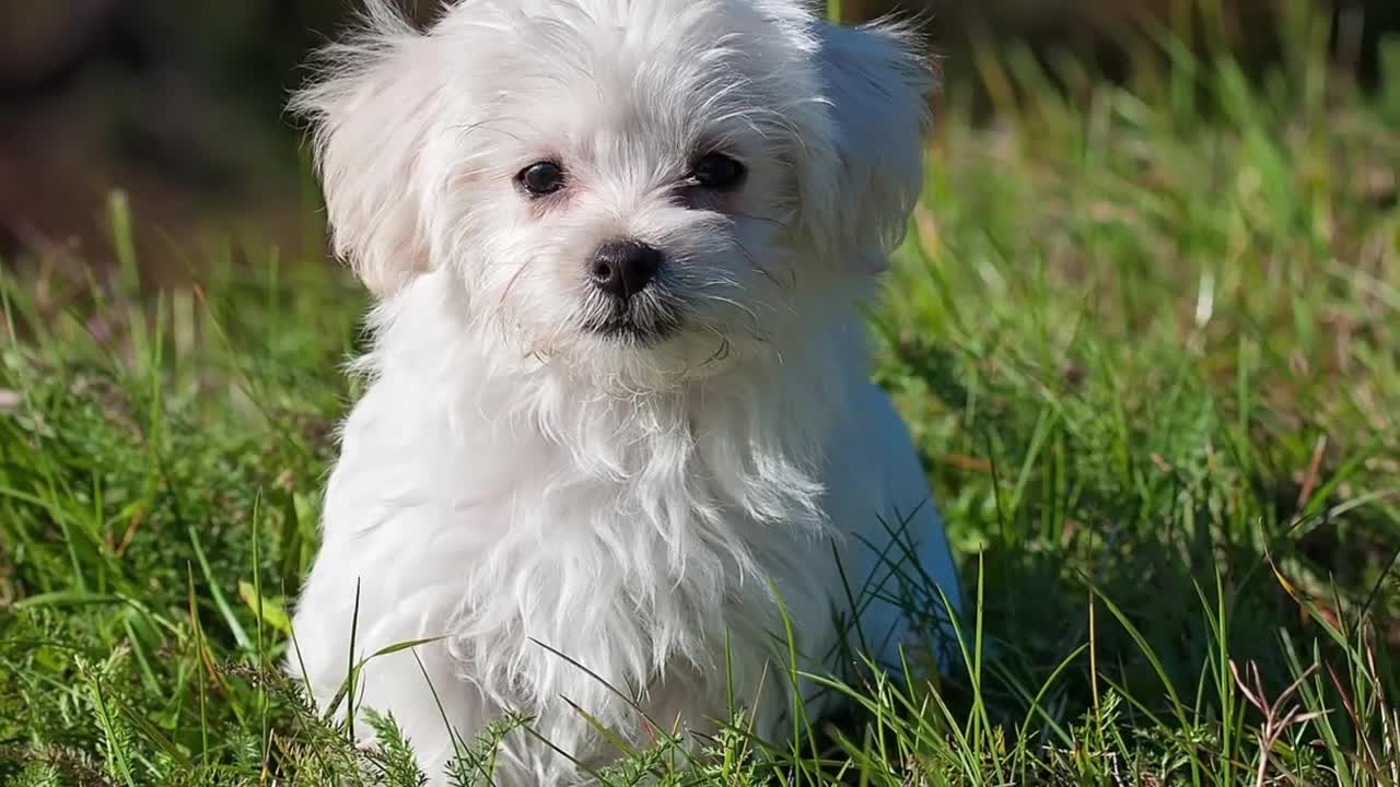 Sound Effect of Dog Barking 2m.