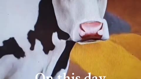 Milk to cow