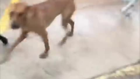 Funny animal videos I found on Instagram 30