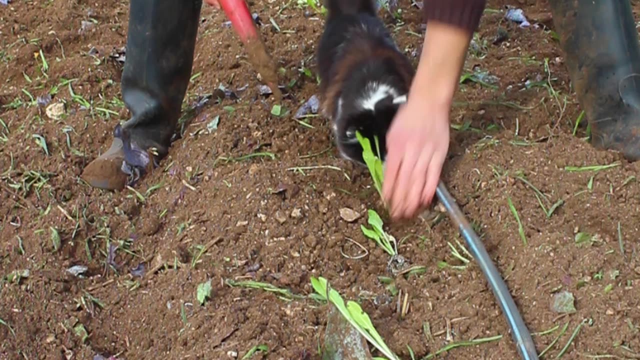 Cat Helps With Gardening