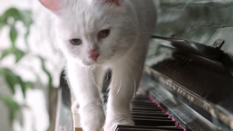 A beautiful cat passing by the piano