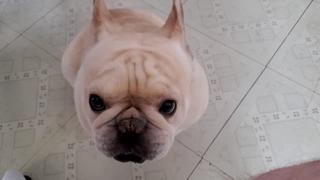 Cute French Bulldog Eats Peanutbutter closeup. Laugh assured