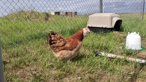 Faverolles chicks and mama 3