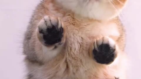 Greedy cat