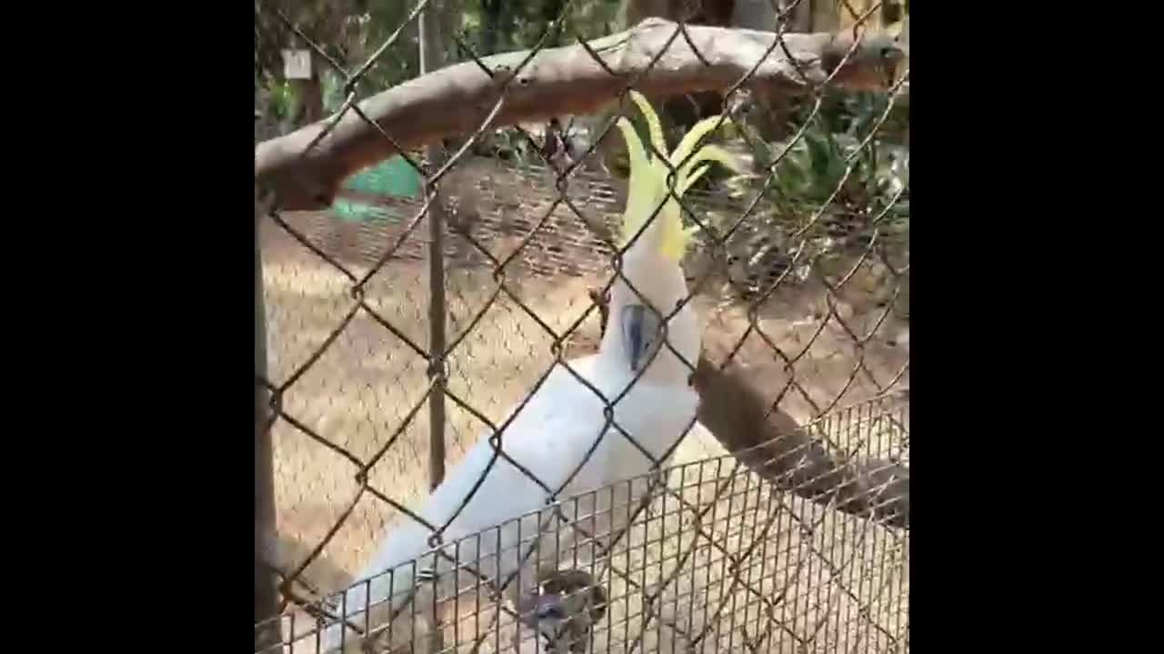 Cockatoo is dancing "Baby Shark"