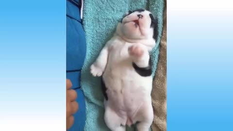 Cute cats, dogs and animals doing such funny things.