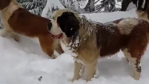 Happy St. Bernard