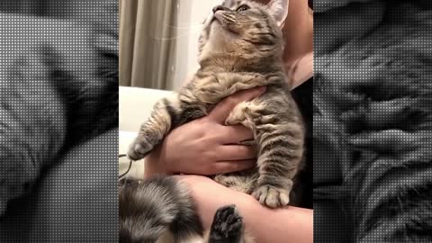 kitten doing funny moves