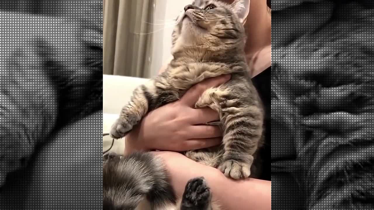 kitten doing funny moves