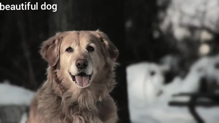 one of the most beautiful dog slow motion