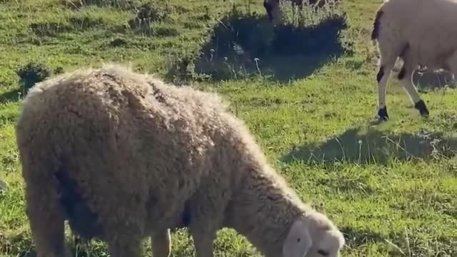 The wind blows grass and sees sheep and cattle. What more could you ask for such beauty