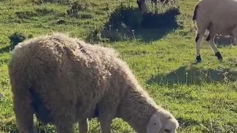 The wind blows grass and sees sheep and cattle. What more could you ask for such beauty