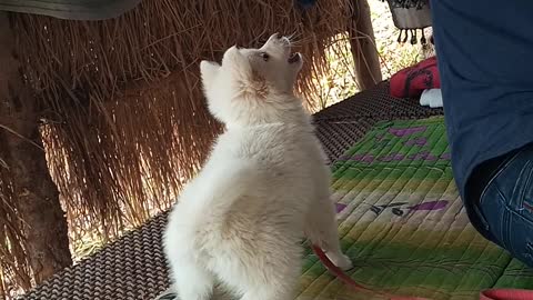 Dog training
