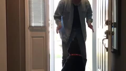 Black dog hugs man who comes thru door