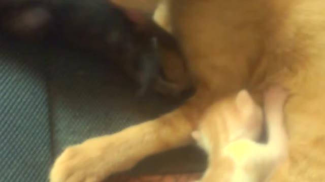 I filmed my cat breastfeeding her pups, Part 1