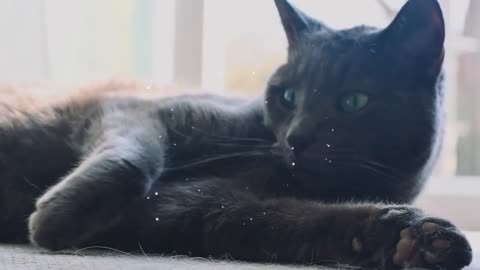Every cat has a different star in their eyes, and your eyes are also radiant