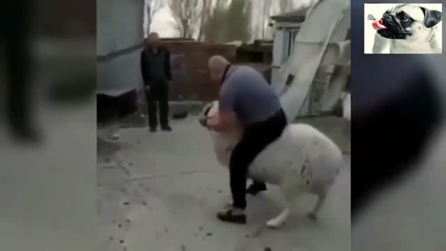 an angry and funny goat wants to kill :D