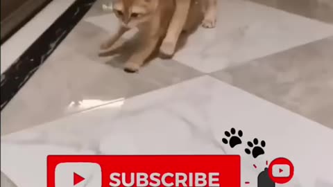 Funny animals 2023 - Funniest Cats and Dogs Video 284 #shorts