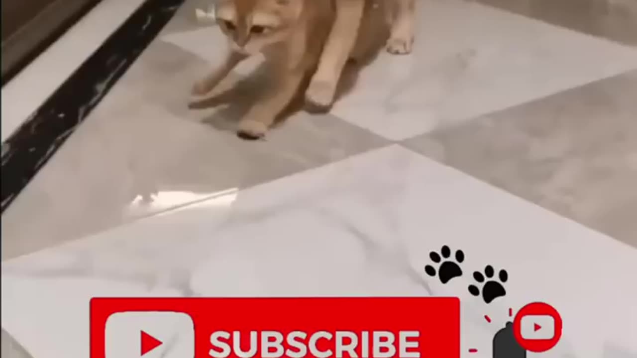Funny animals 2023 - Funniest Cats and Dogs Video 284 #shorts