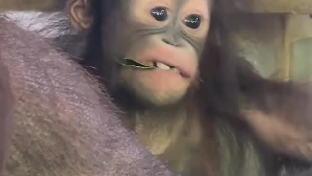 orangutans