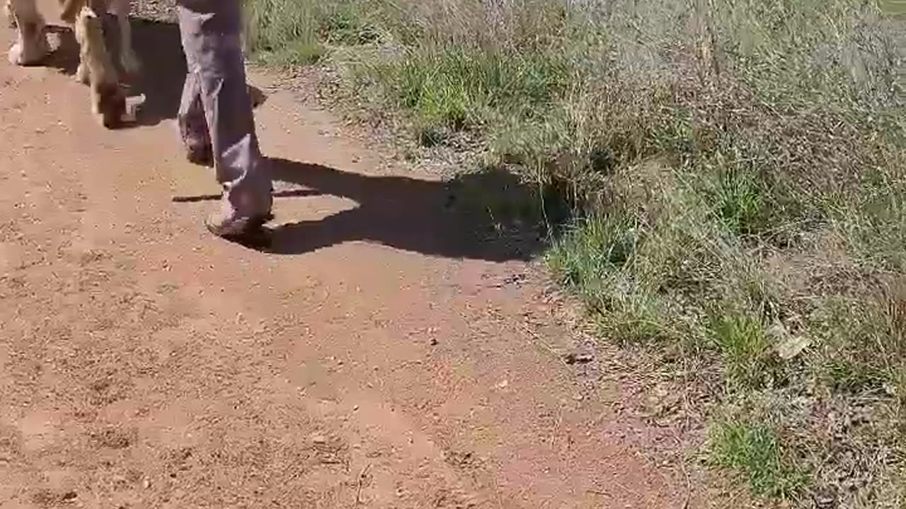 walking with lions