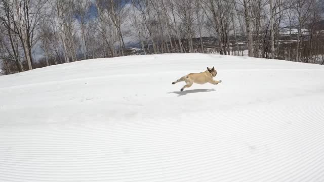 Super Fast French Bulldog Speeds Downhill