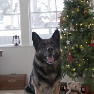 Beautiful German Shepherd upcoming Christmas preparation
