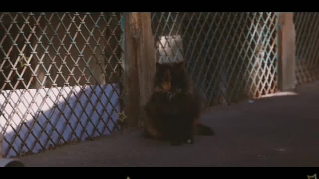 Cat in the zoo..😽😽😽😽😺😺😺😺😺😺😽😽😺