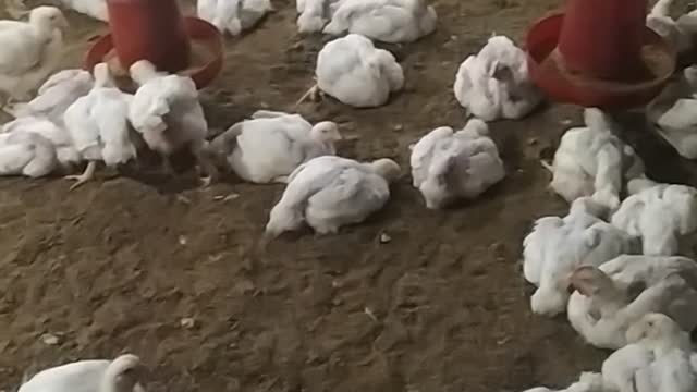 Hen eat food