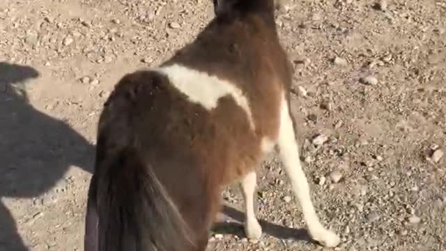 Hobert The Mini Horse !