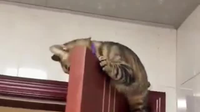 cats are cool and funny i love them so much