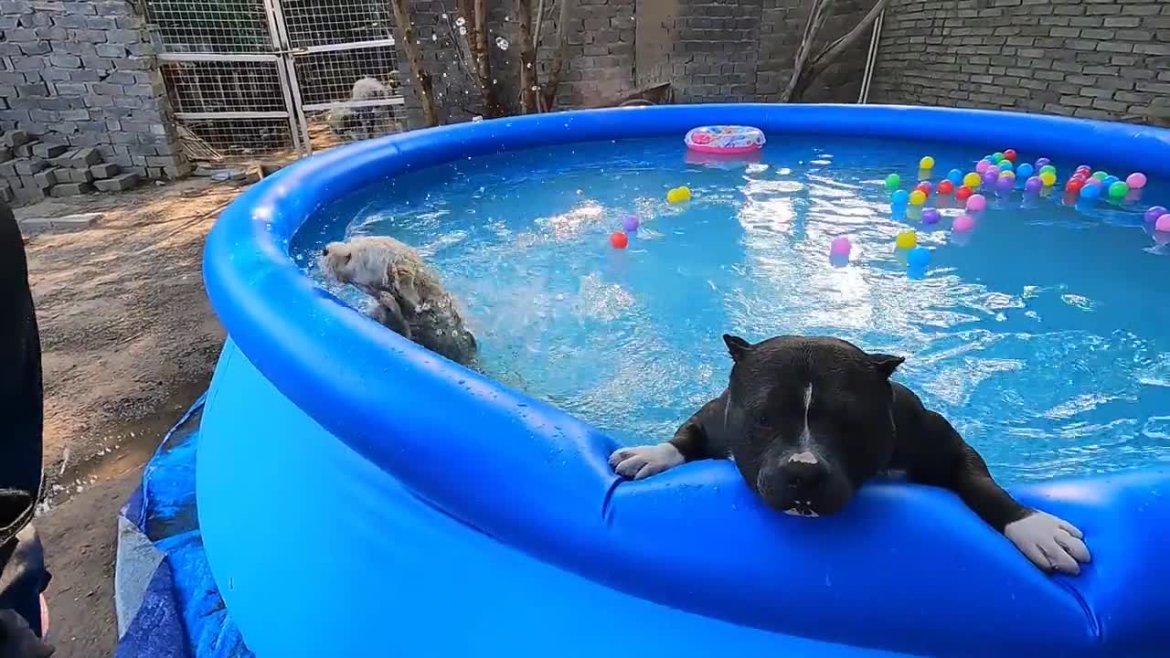 Harry vs. the Holy Dog swim meet