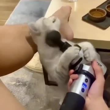 This is a cat that loves massages