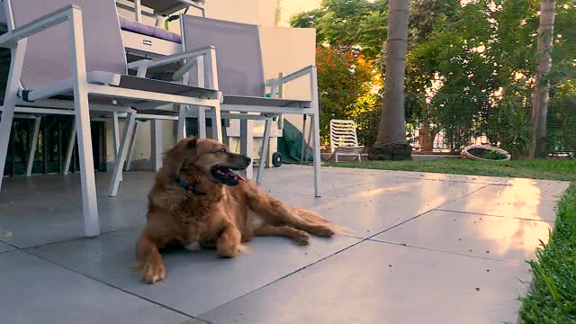 Funny dog!