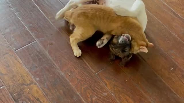 Puppy and Kitten best frenemies!