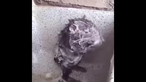 the rat takes a shower like a human
