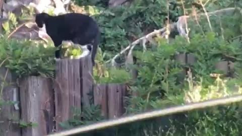 Dog staring straight at goat on hill