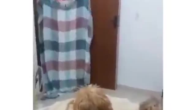 Dogs also fight