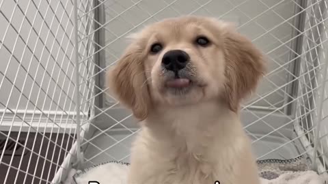 I am your doggy, you listen to me! 😏 #puppy #goldenretriever #dogs #puppies #dogshorts #dog