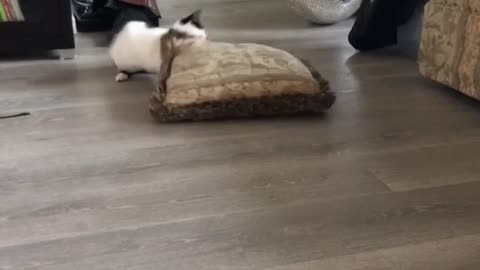 Hilarious Cat vs. Pillow Showdown