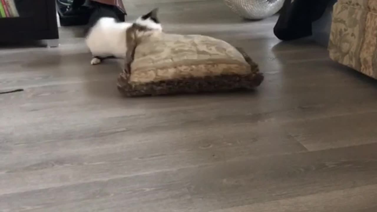 Hilarious Cat vs. Pillow Showdown