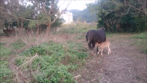 cows go moo cute