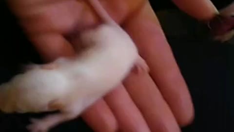 Baby rat