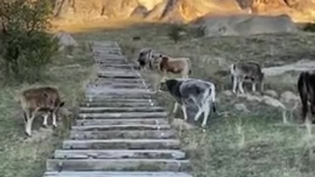 beautiful_animal_videos_#short_beautiful_Shoaib_TV(480p)