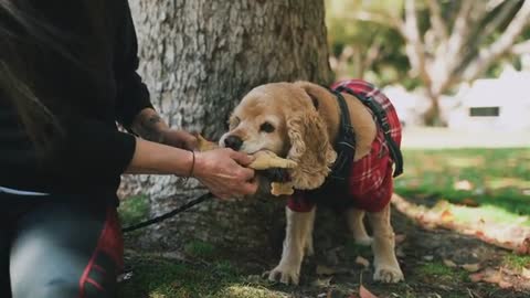 A Woman Playing With a Dog