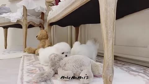 BABBY CAT FUNNY VIDEO