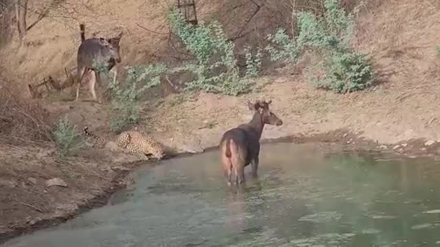 Wonderful experience Leopard 🐆 and dears Together Drinking Water.